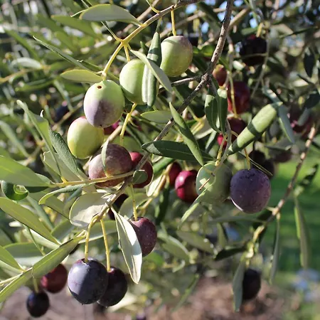 Olive Grove Retreat * Kali