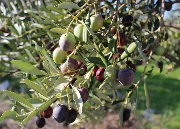 Olive Grove Retreat * Кали